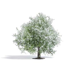 APFELBAUM 75 MM BLUHEND H0 3651