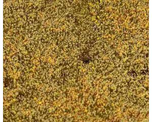 PREMIUM LANDSCHAPS-SEGMENT GRAANWEIDE 180466