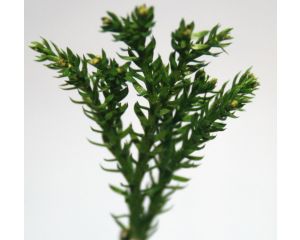 1/35 JUNGLE BUSH II 15 GR. 110