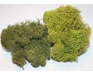 BASIC GREEN MOSS 60 GR. 121