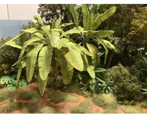 1/35 BANANA LEAF 264