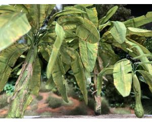 1/48 BANANA LEAF 266