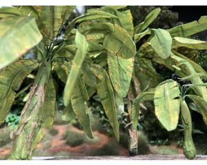 1/48 BANANA LEAF (2/24) * 266