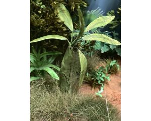 1/72 BANANA LEAF 268