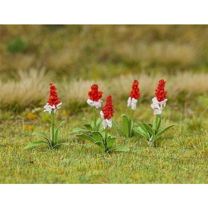 1/87 ORCHIDEEPRIMULA 32 STUKS 181267