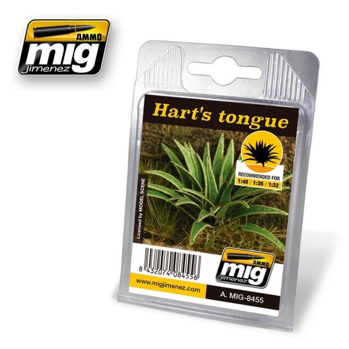 VEGETATION HART'S TONGUE A.MIG-8455